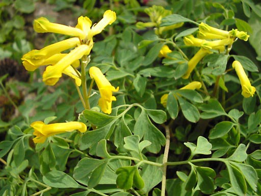 Effective Herbal Remedies for Hand Tremors - Herbs ...